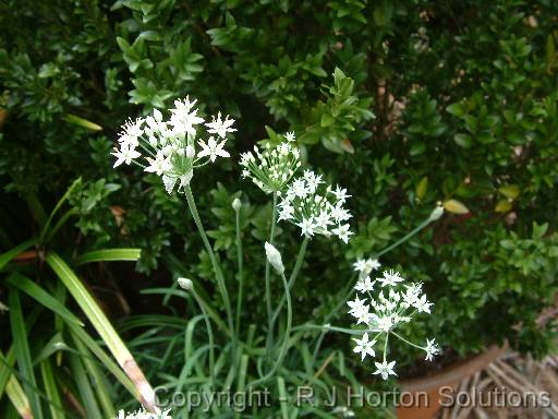 Garlic chives flower 